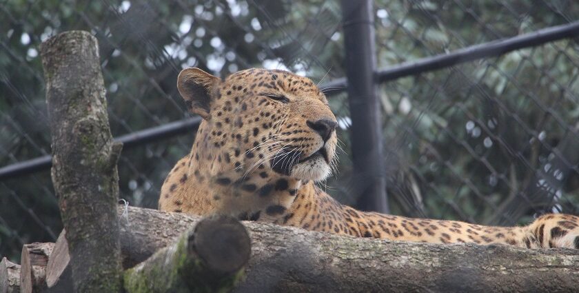 Explore the diverse wildlife at the Nainital zoo located in the state of Uttarakhand, India.