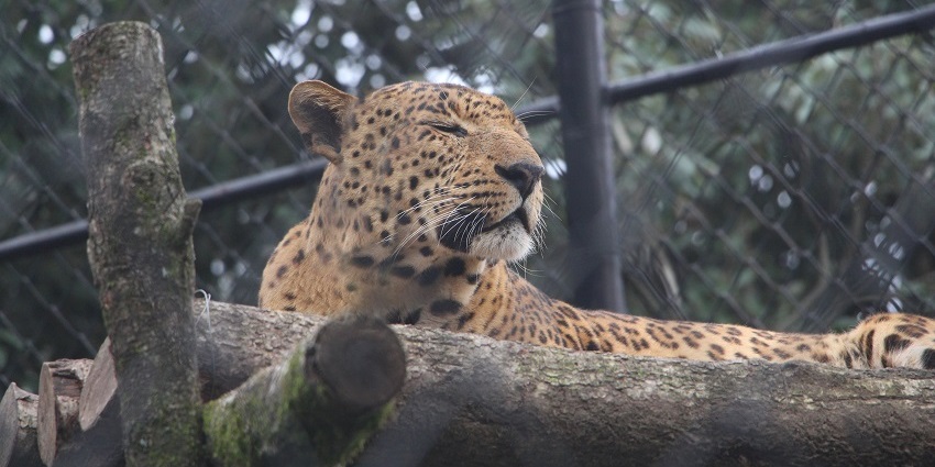 Explore wildlife at Nainital Zoo - one of the best places to visit in Nainital in June this year.