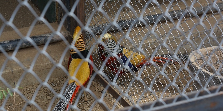 Wildlife sanctuary featuring diverse animal species and educational exhibits.