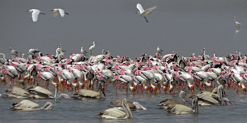 Image of birds around the lake - Nature reserve, a home to diverse bird species and habitats