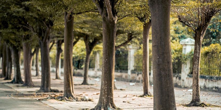 A road lined with trees near Ananadeshwar Temple, captures the natural beauty of the surroundings.