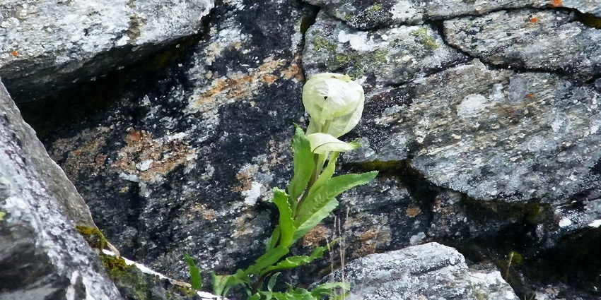UNESCO site featuring stunning landscapes and unique flora and fauna.