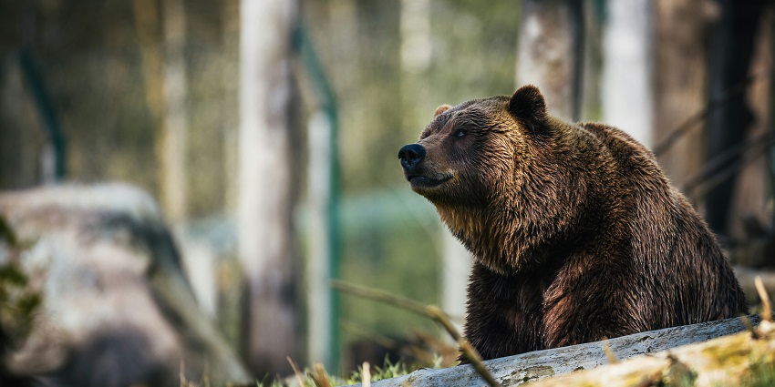 Explore the untamed beauty of Nanda Devi Wildlife Sanctuary in Uttarakhand, India.