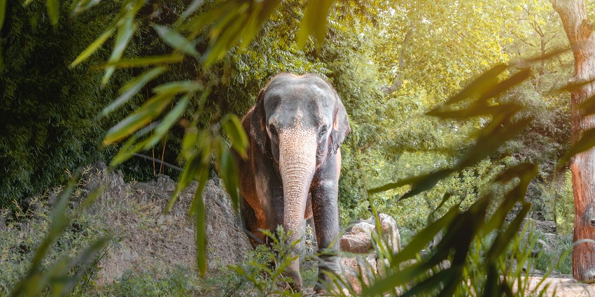 An image of a wild elephant awaiting in Nandhaur Wildlife Sanctuary in Uttarakhand.