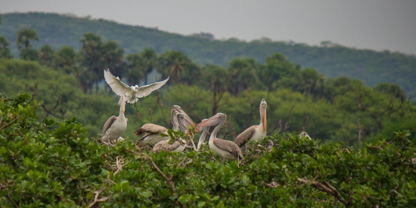 Nanjarayan Bird Sanctuary is at the top of the list of places to visit in Tirupur