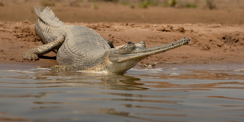Image of a crocodile seen resting beside a small lake in the National Chambal Sanctuary.