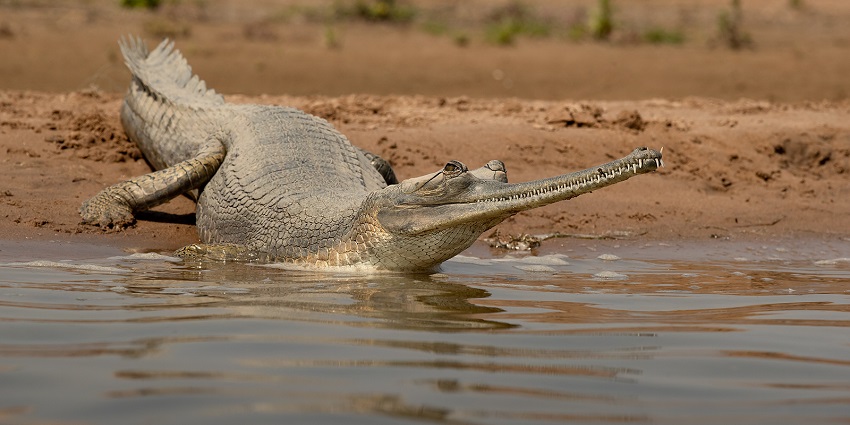 a beautiful pregnant Indian gharial at Chambal Sanctuary