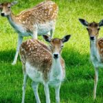 Image of the deers at one of the national parks near Lucknow in Uttar Pradesh.