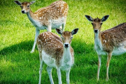 Image of the deers at one of the national parks near Lucknow in Uttar Pradesh.