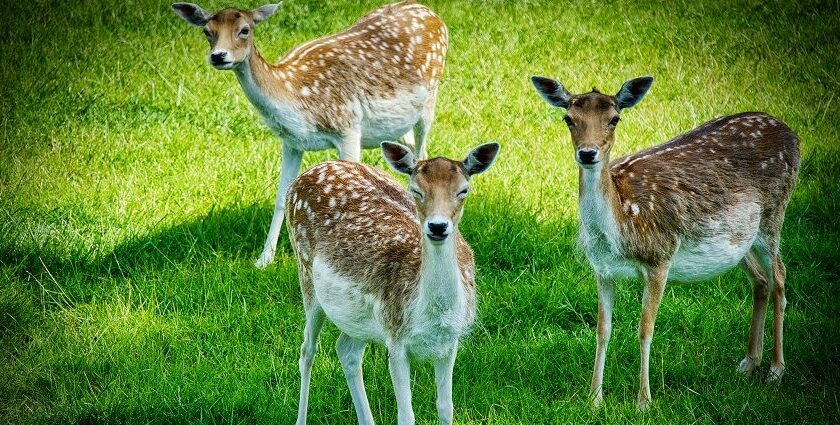 Image of the deers at one of the national parks near Lucknow in Uttar Pradesh.