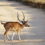 A spotted deer crossing a road inside Jim Corbett national park, Uttarakhand, India