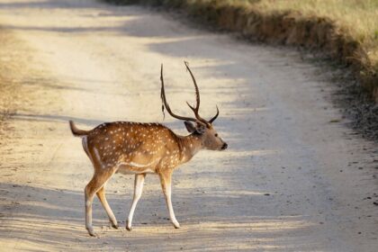 A spotted deer crossing a road inside Jim Corbett national park, Uttarakhand, India