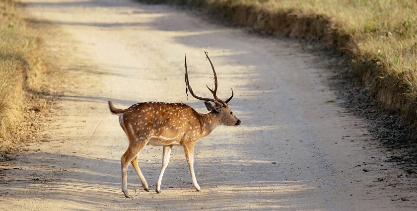 A spotted deer crossing a road inside Jim Corbett national park, Uttarakhand, India