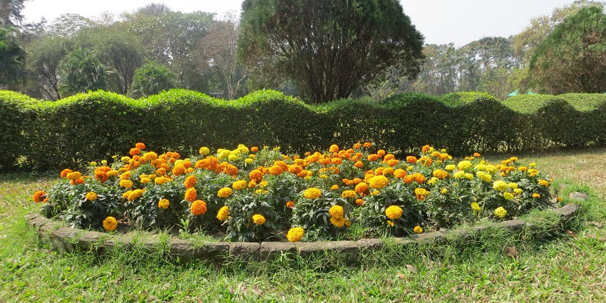 Marigold flowers and trees blooming in Nature Park located in Kolkata