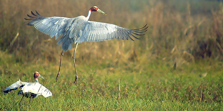 A picture of a pair of Sarus Cranes in Navegaon National Park, another famous tourist place.