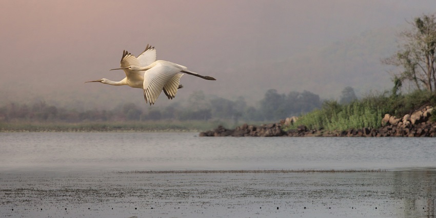 A picture of Navegaon National Park that is perfect for birdwatching and nature trails.
