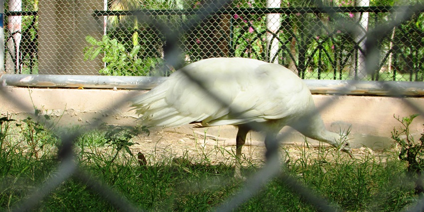 Birds in Zoological Garden, a famous place near Nilansh Water Park with vibrant wildlife.