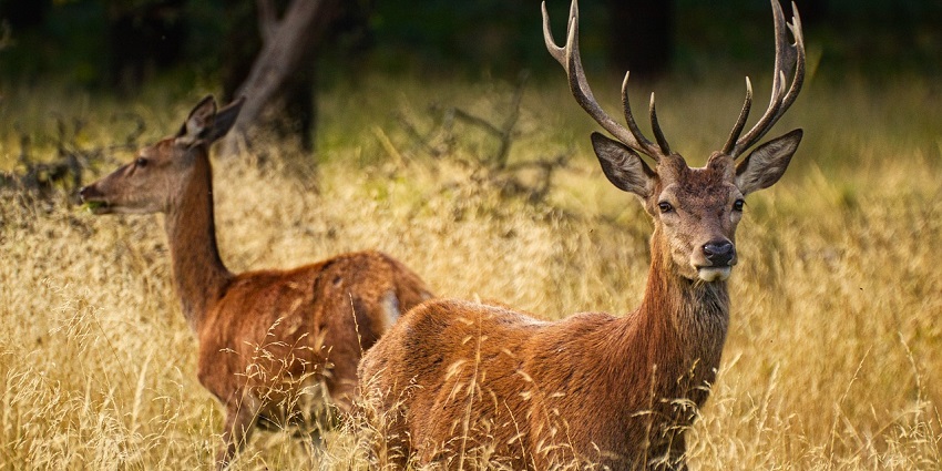 Deer grazing in dense greenery, showcasing the beauty of wildlife zoo in Uttar Pradesh
