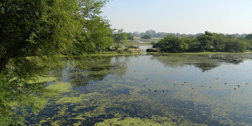 Nawabganj Bird Sanctuary, a popular destination near Bakhira Wildlife Sanctuary, to see diverse bird species.