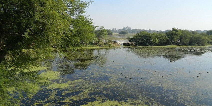 Visit the Nawabganj Bird Sanctuary, a place near Lucknow for a weekend retreat