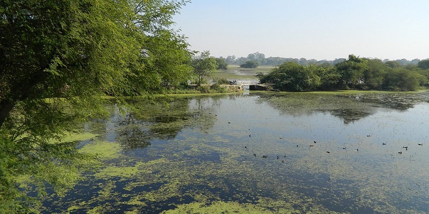 A picture of birdwatching and boating adventures on a lake at Nawabganj Bird Sanctuary.