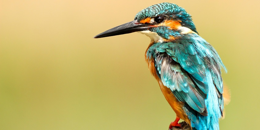 The Nawabganj Bird Sanctuary, one of the national parks near Lucknow for visitors.