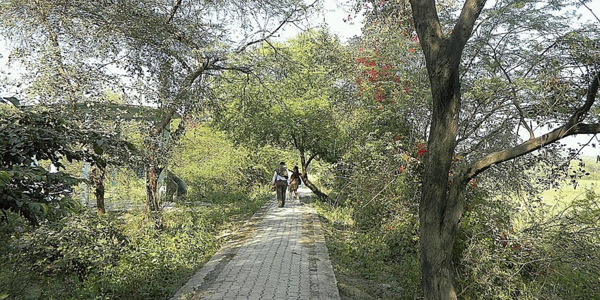Image from the inside of the beautiful Nawabganj's Bird Sanctuary–places to visit near lucknow