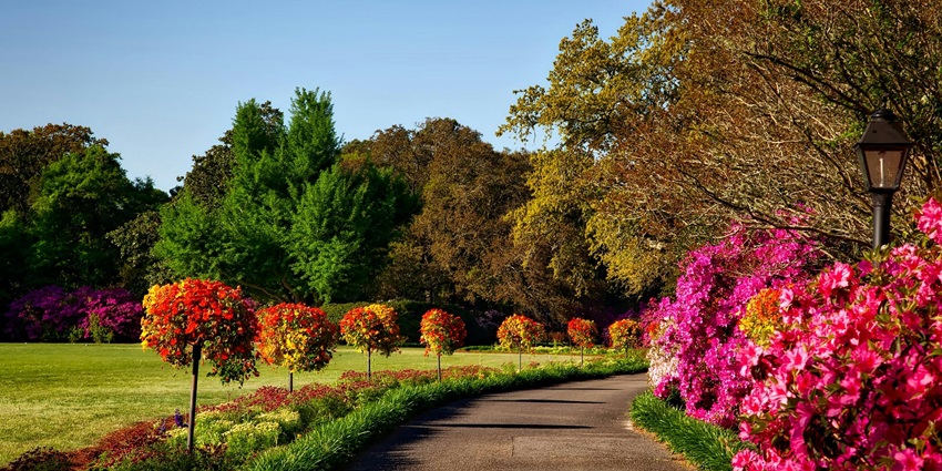Flowers blooming at the Nehru Park, a tourist attraction near the zoo in Gorakhpur.