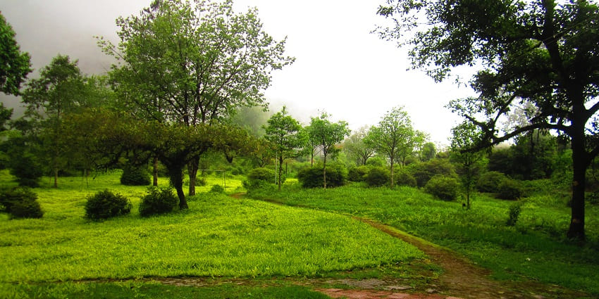 Rare Cacti in a nursery in Neora National Park, one of the places to visit near Kalimpong.