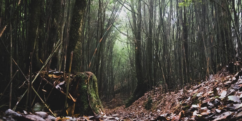 Capture the stunning view by visiting Neora Valley Park, an offbeat place in Dooars
