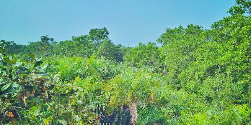 The view showing the diverse fauna of the Sundarbans National Park