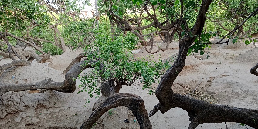 A picture of Nidhivan, a sacred grove in Vrindavan and places for a Vrindavan trip
