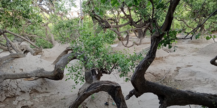 An image showcasing the dense green forest trees of Nidhivan in Vrindavan.