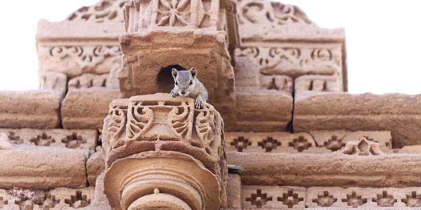 Squirrel is near an ancient structure, one of the temples in the region, and is surrounded by nature.