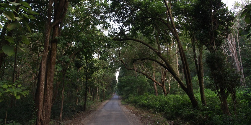 Thrilling nocturnal safari exploring wildlife beginning at the stroke of night.