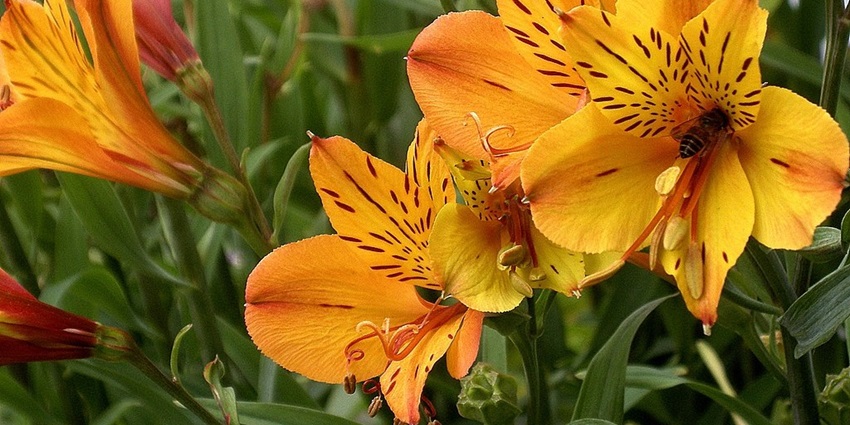 Stunning flower species of Nilgiri biosphere reserve are the famous wildlife sanctuaries near Ooty.