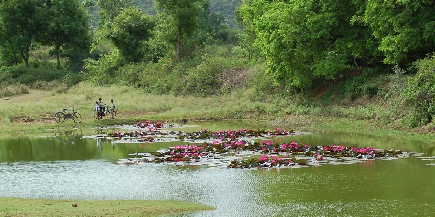 Image showing the dense forest around the lake with lotus of Nilgiri Biosphere Reserve.