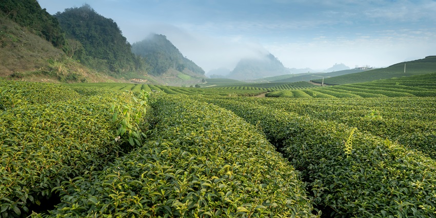 An image of Nilgiri Tea Plantations with tea bushes in rows planted on a hillside.