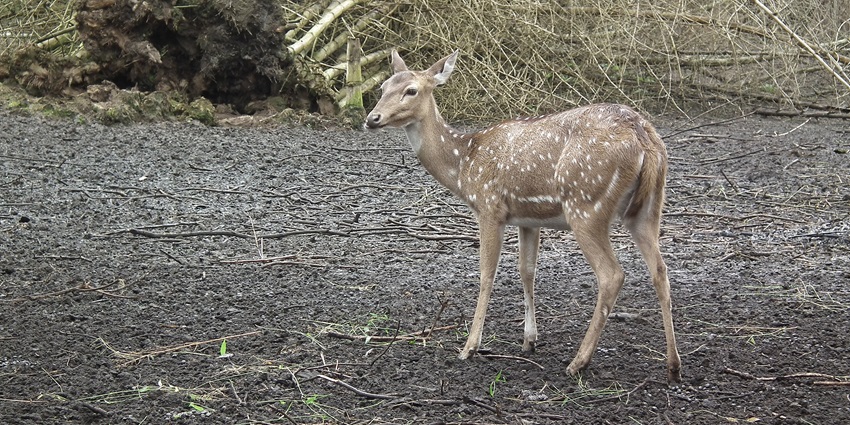 Deer grazing in a lush, forested area at Nisargadhama Deer Park near Kushalnagar.