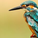 An Image of a bird at the Okhla Wildlife Sanctuary flows gently through a green landscape.