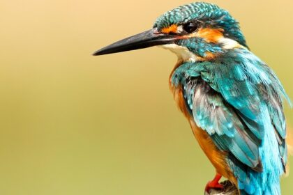 An Image of a bird at the Okhla Wildlife Sanctuary flows gently through a green landscape.