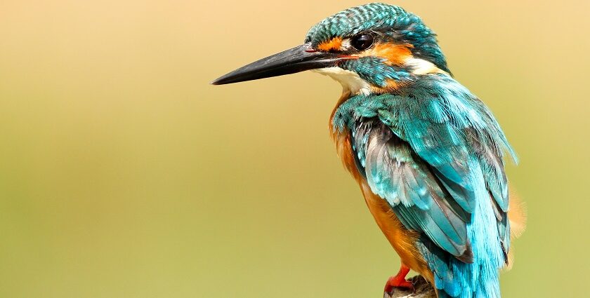 An Image of a bird at the Okhla Wildlife Sanctuary flows gently through a green landscape.