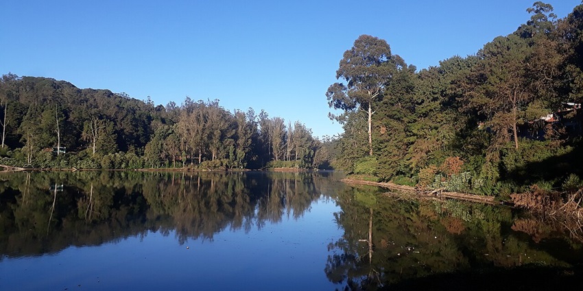An image of Ooty Lake surrounded by eucalyptus trees, one of the popular tourist attractions in Ooty