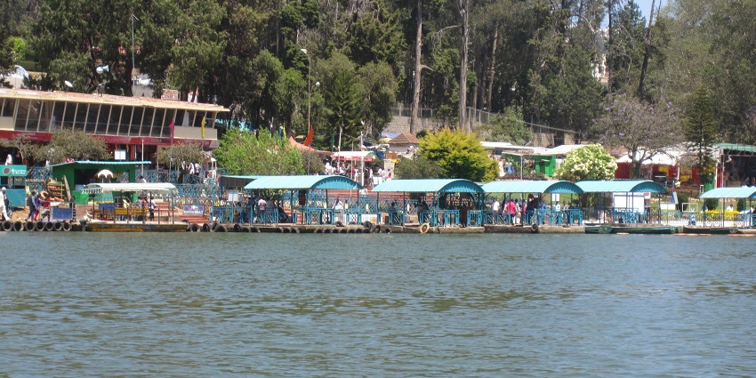 An image of Ooty Lake surrounded by eucalyptus trees, one of the popular tourist attractions in Ooty.