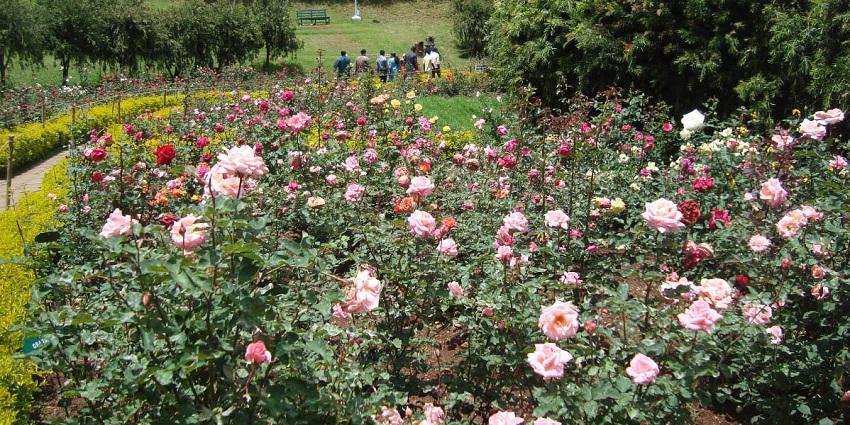 A close-up image of a vibrant red-petalled flower in Ooty Rose garden