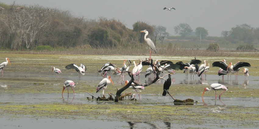 Migratory birds near water at a wildlife sanctuary with trees and reflections in the lake.