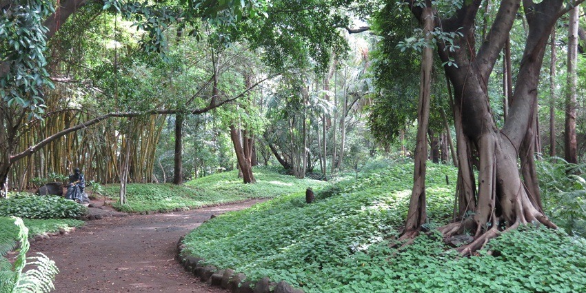 A picture of a forest area surrounded by trees and greenery