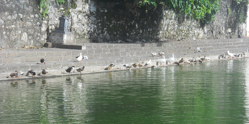 View of the serene tank in the temple that offers a refreshing dip for all pilgrims