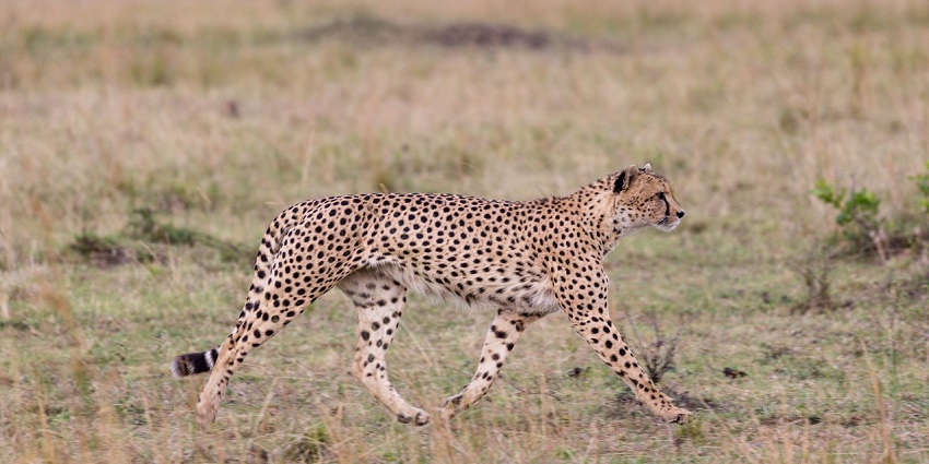 An image showing a Cheetah resting in the wild, showcasing its spotted fur