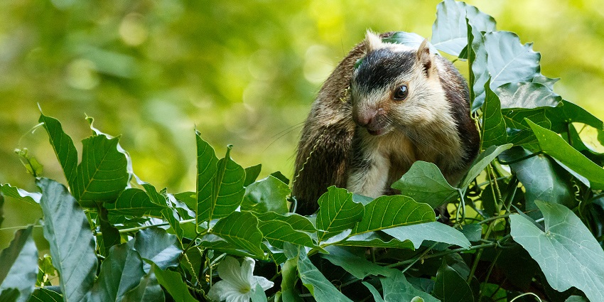Giant grizzled squirrel perched on a tree branch, surrounded by green foliage.
